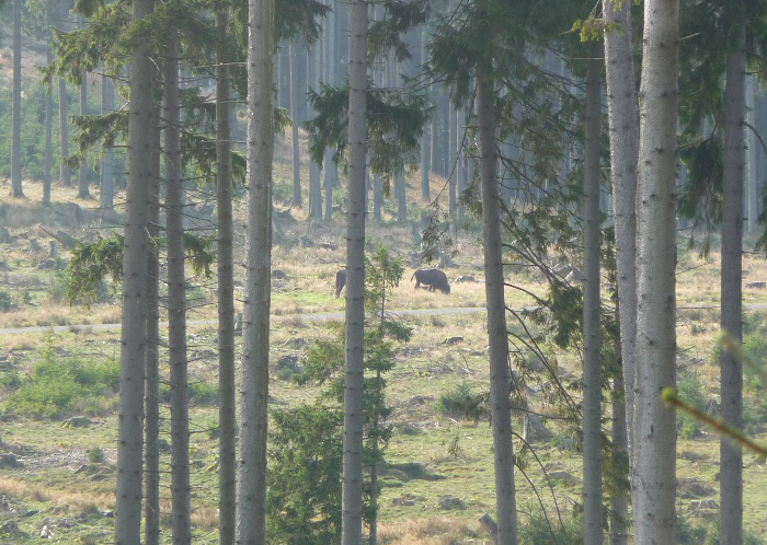 wisent-wildnis