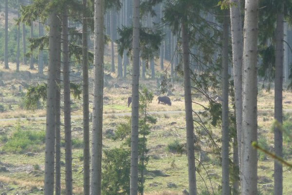 wisent-wildnis